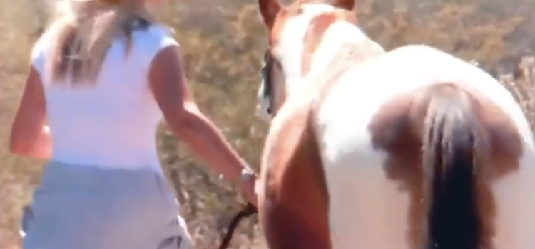 SRWHMG Rescues Abandoned Paint Horse SRWHMG Rescues Abandoned Paint Horse