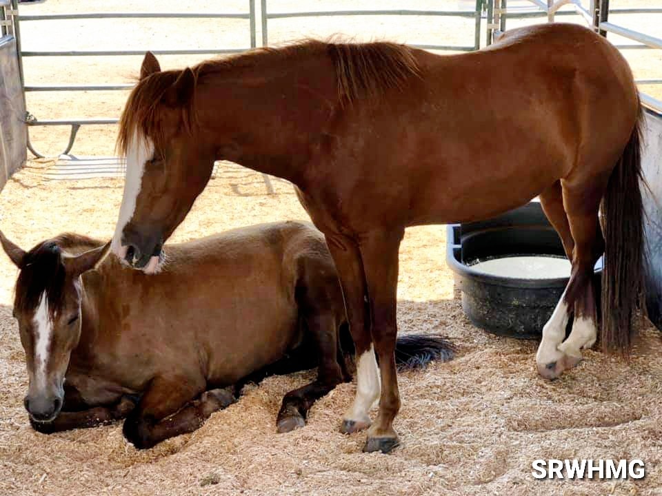 Of later fee Smash Aww, what a big baby! - Salt River Wild Horse Management Group