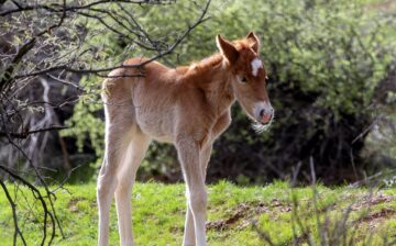 First Colt of 2017 Named “Ducey”