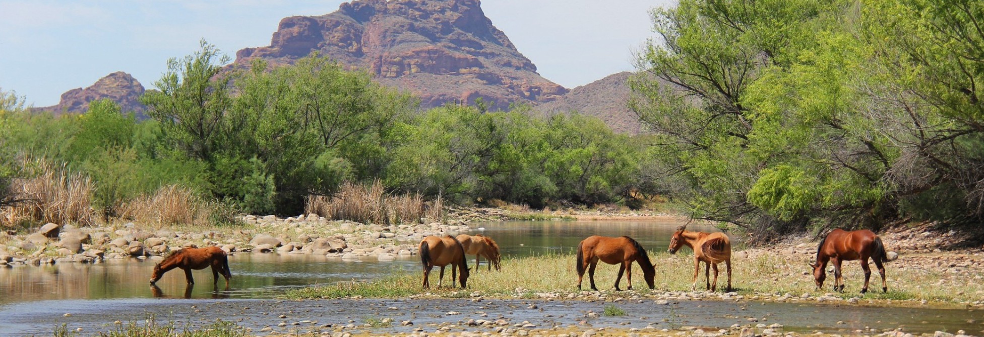 HISTORY OF WILD HORSES Salt River Wild Horse Management Group