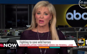 ABC Arizona: Fighting to Save Wild Horses