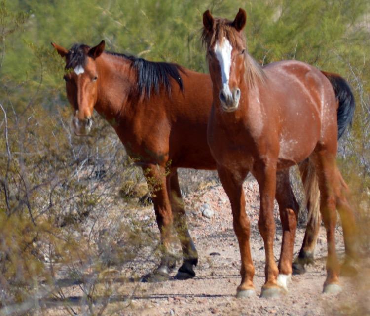 Wild Horses Trapped in a Fountain Hills Neighborhood.