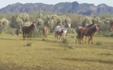 Amazing Recognition of Death in Wild Horses: Sad, but Beautiful.