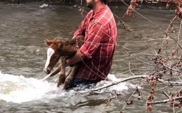 FOAL AND ITS RESCUERS RESCUED!