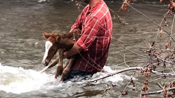 Horse River Rescue