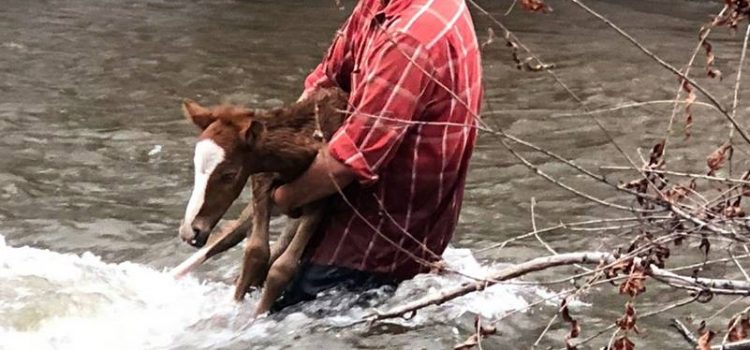 FOAL AND ITS RESCUERS RESCUED! FOAL AND ITS RESCUERS RESCUED!