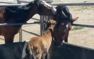 Horse Hugs and Kisses: Agave is Starting to Love Life Again!