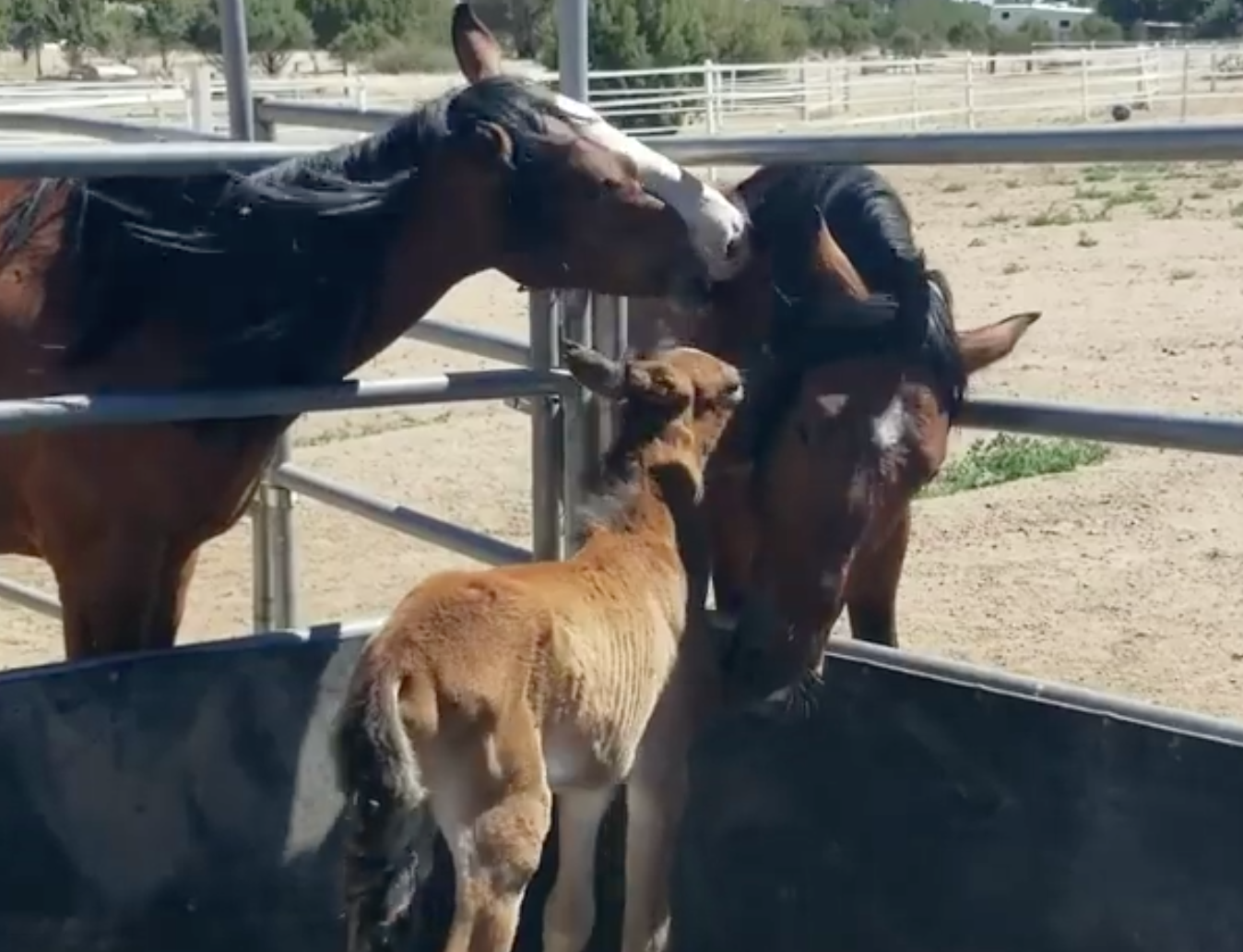 Horse Hugs and Kisses: Agave is Starting to Love Life Again!