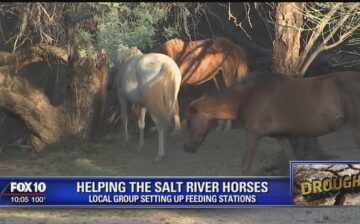 SRWHMG Protecting Horses During Drought