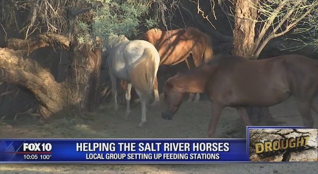 Valley group working to protect wild horses during drought Valley group working to protect wild horses during drought
