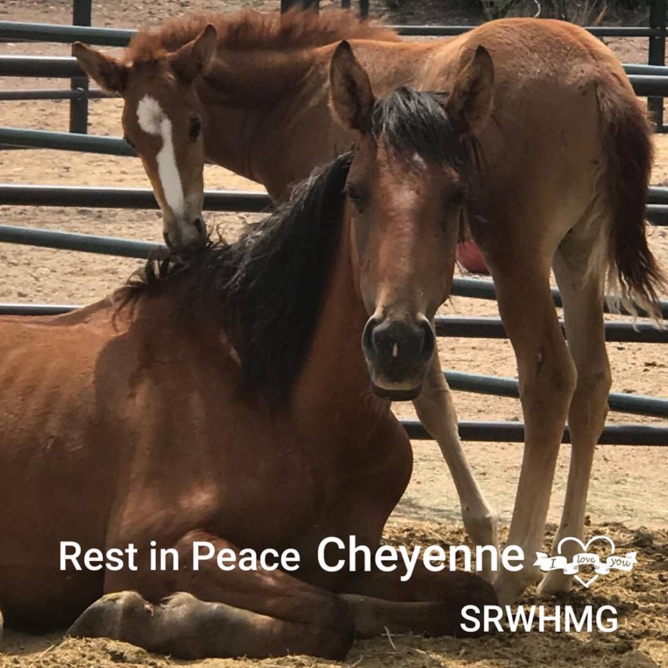 RIP Cheyenne