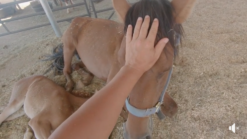 A Beautiful tribute To Cheyenne