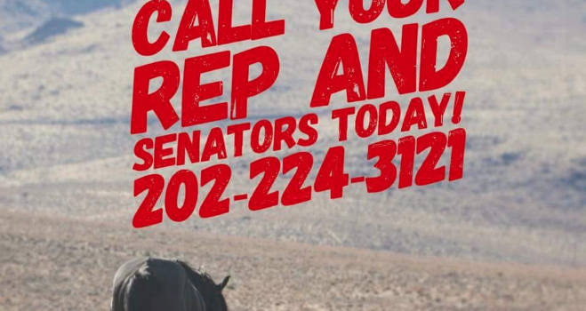 Stand With Wild Horses Everywhere! Stand With Wild Horses Everywhere!