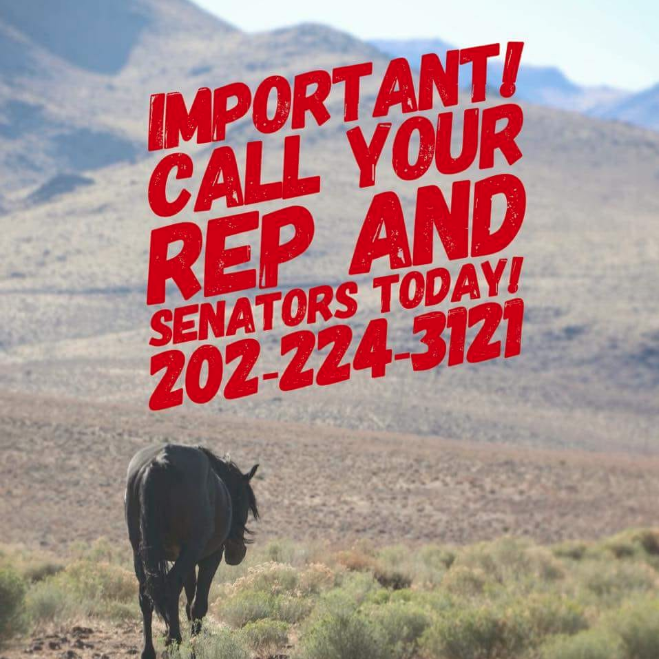Stand With Wild Horses Everywhere!