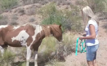 A dumped horse in the Tonto National Forest!