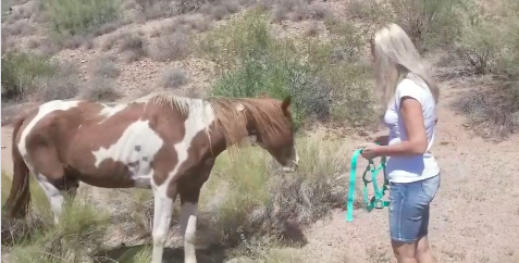 A dumped horse in the Tonto National Forest!