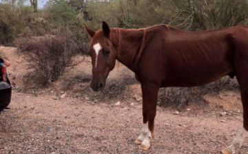 ANOTHER Dumped Horse in the Tonto National Forest!