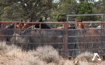 Animal Activists Outraged at Forest Service Handling of Wild Horses