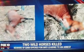 Shocking Wild Horse Shootings – SRWHMG Offers Reward