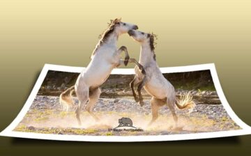 Protection of The Historic and Beautiful SR Wild Horses