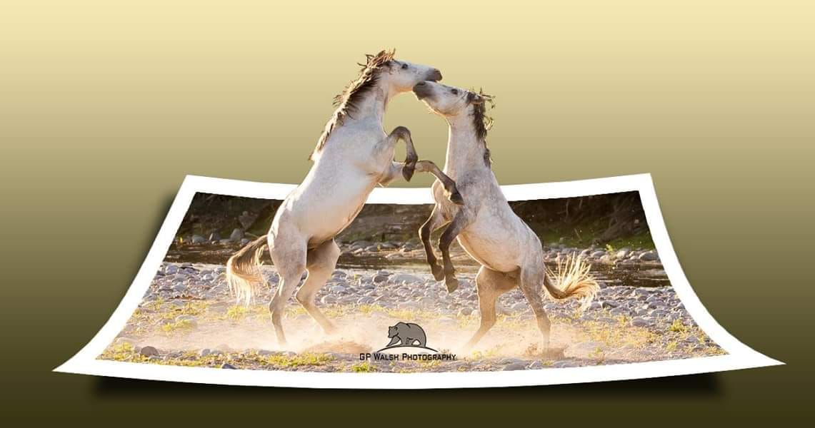 Protection of The Historic and Beautiful SR Wild Horses
