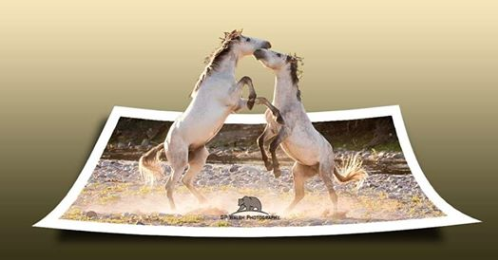 Protection of The Historic and Beautiful Salt River Wild Horses Protection of The Historic and Beautiful Salt River Wild Horses