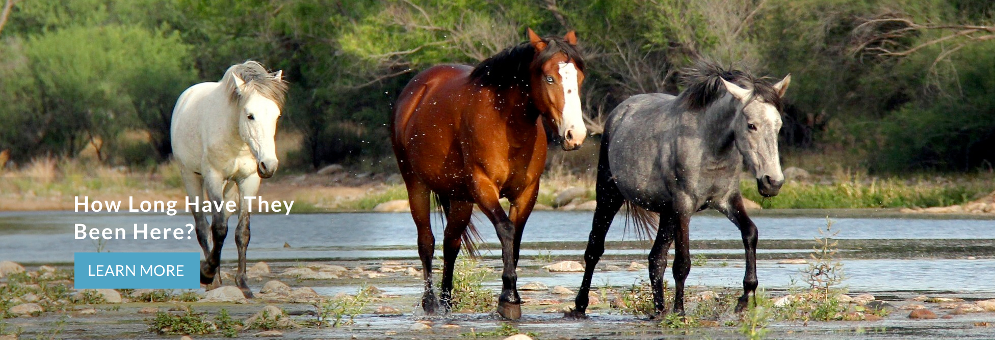 Salt River Wild Horse Management Group Don T Let Them Become History