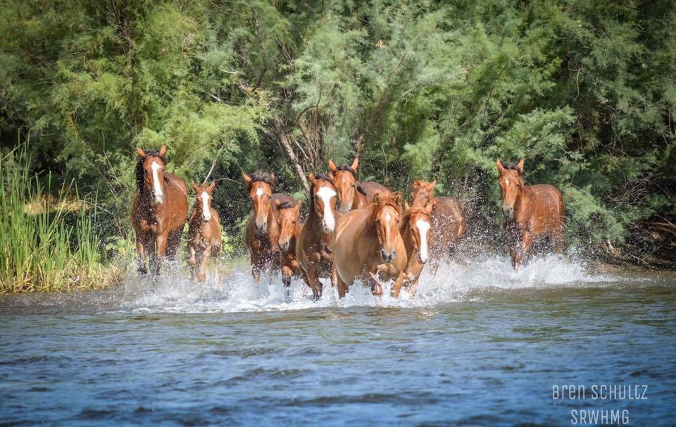 4th Annual Ride for the Salt River Wild Horses