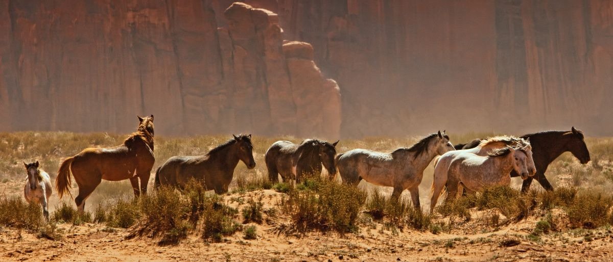 The Feds Capturing Wild Horses, Fiscally Irresponsible