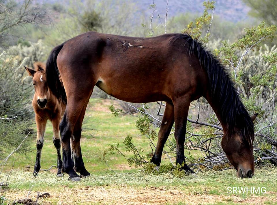 These are the Abbys and their story will amaze you.