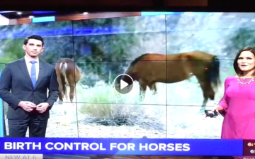 Birth Control for Horses
