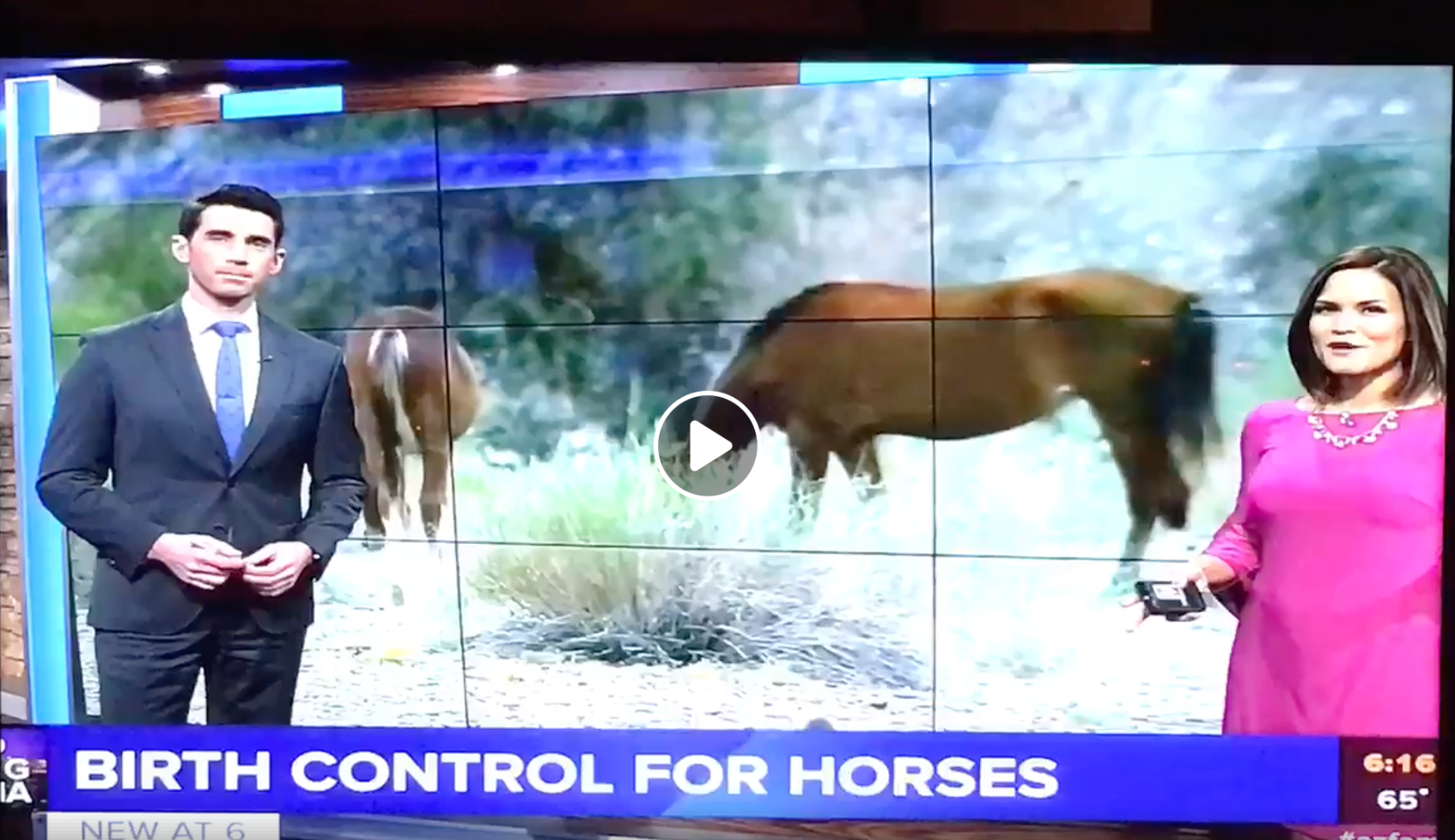 Birth Control for Horses
