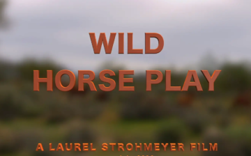 Stunning Salt River Wild Horse Video