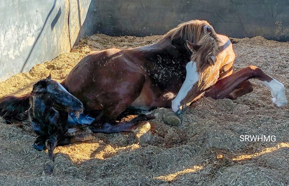 Horse store baby born