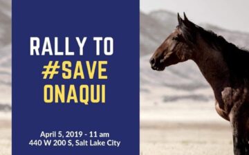 Please Donate to Save the Onaqui Wild Horses