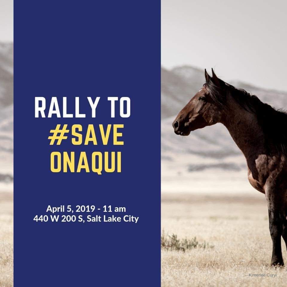 Please Donate to Save the Onaqui Wild Horses