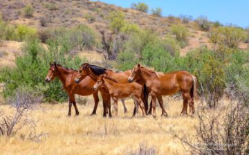 Support Salt River Wild Horse Management Group
