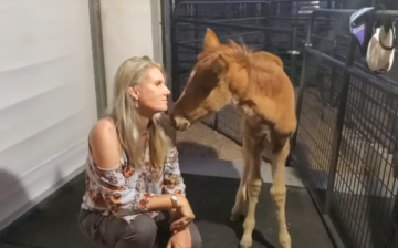 Update on Rosy, the baby horse saved after the death of her mother