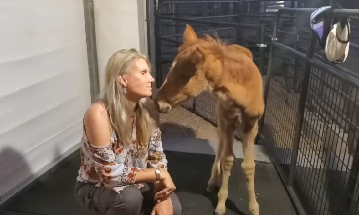 Update on Rosy, the baby horse saved after the death of her mother