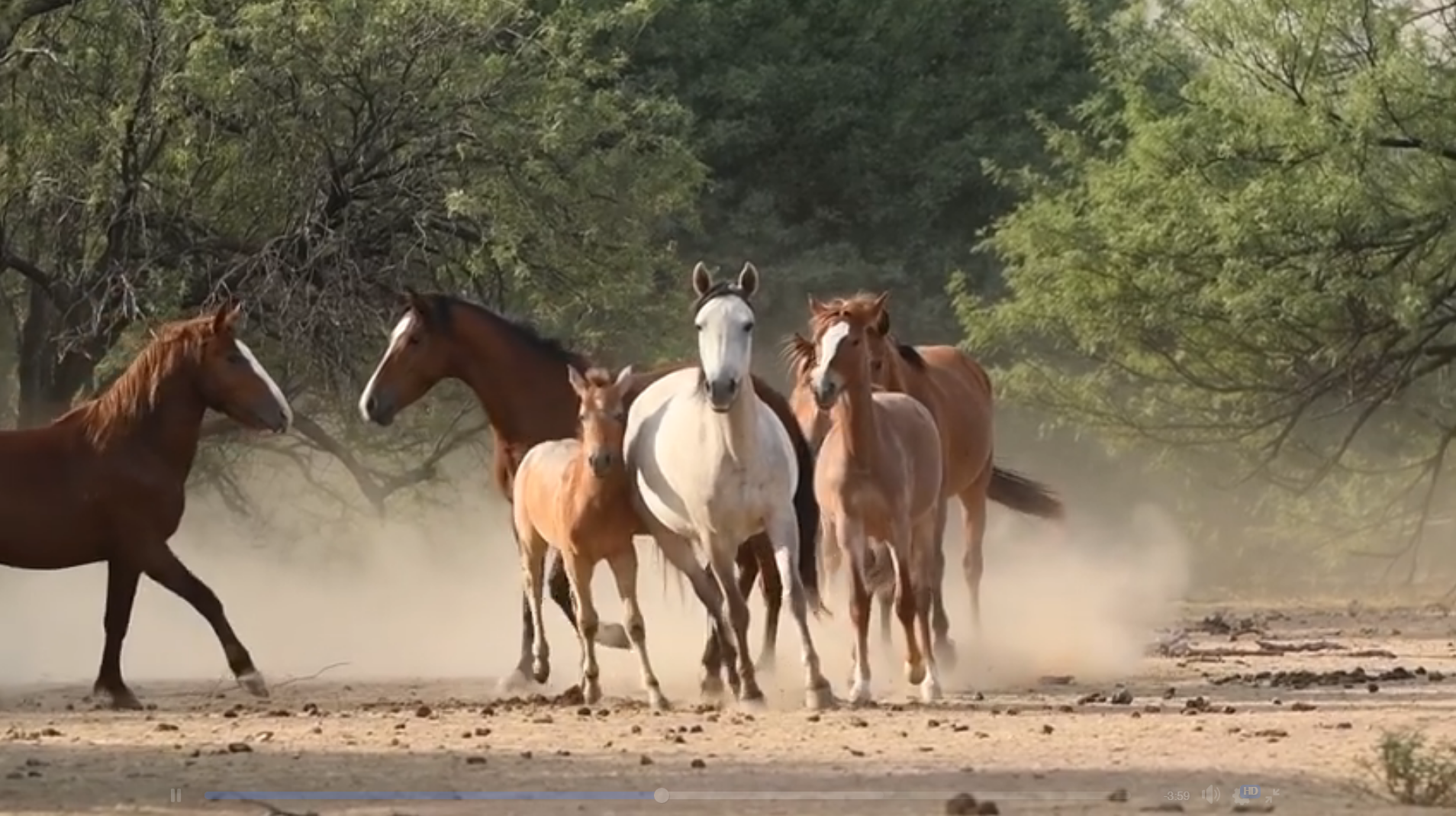 The Magnificence of Wild Horses