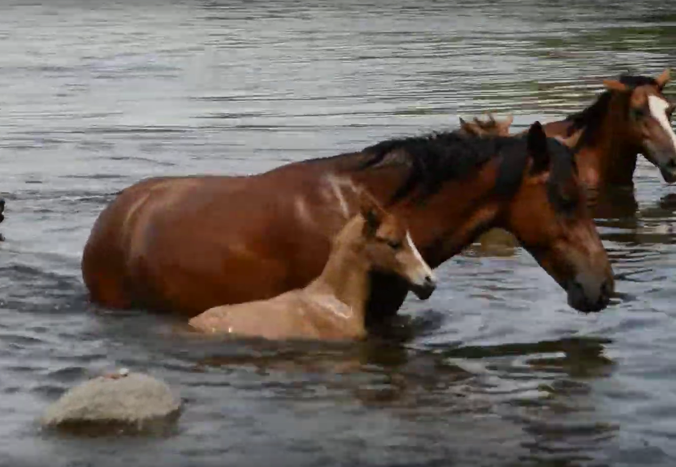 Footage: Wild horse foal crosses Salt River