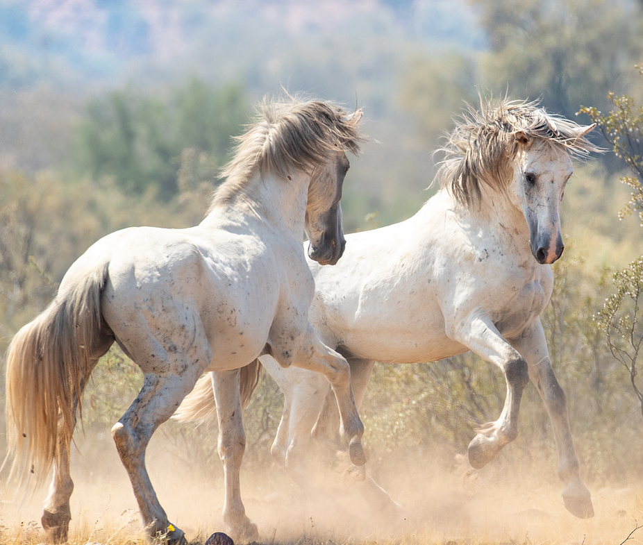 Salt River wild horse prints for sale! - Salt River Wild Horse