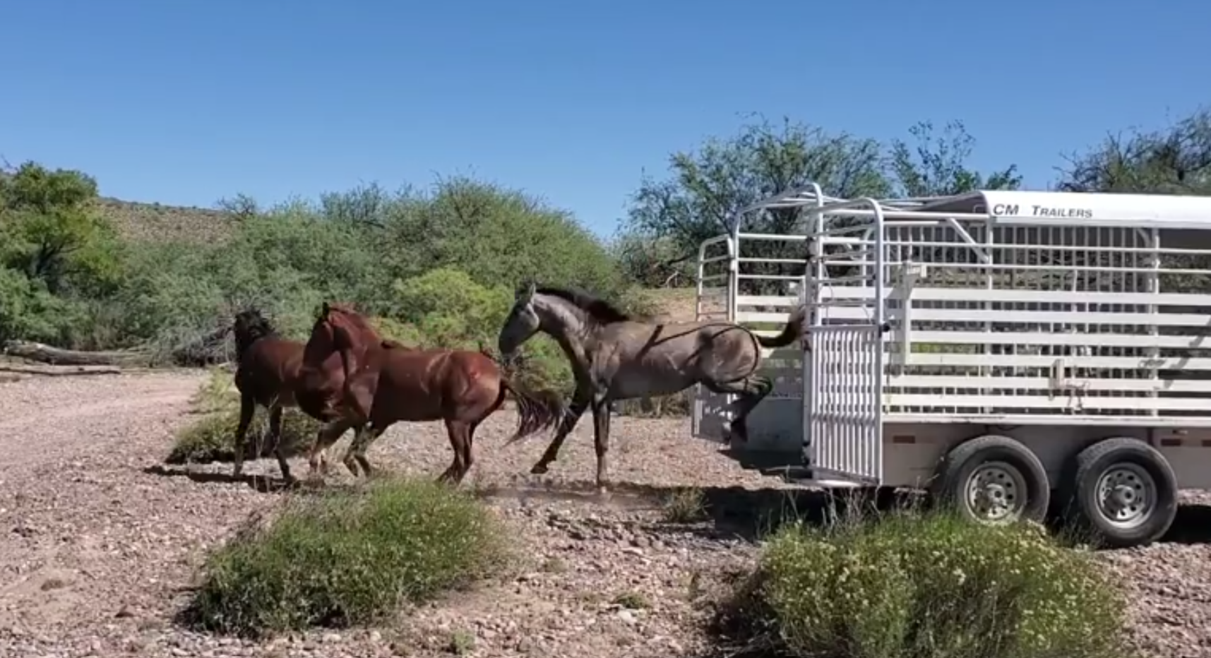 Released Salt River wild horses!