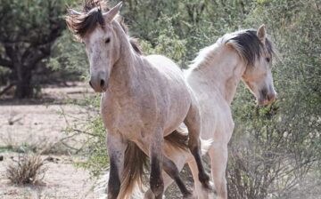 Wild horse behavior: Lancelot
