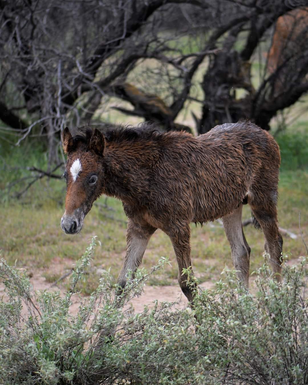 A Horse's Winter Coat - Keeping Warm In Winter - Mid-Rivers Equine