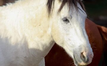 Herd News: Band falls apart after lieutenant stallion dies.