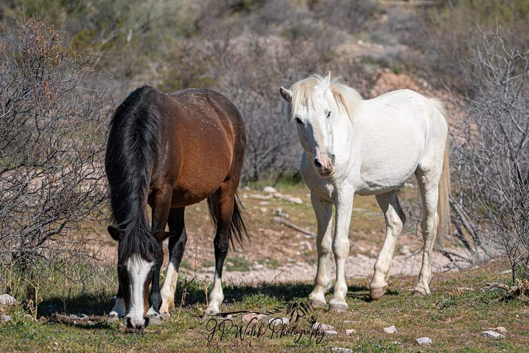 The spread and END of a Strangles outbreak in the Salt River herd