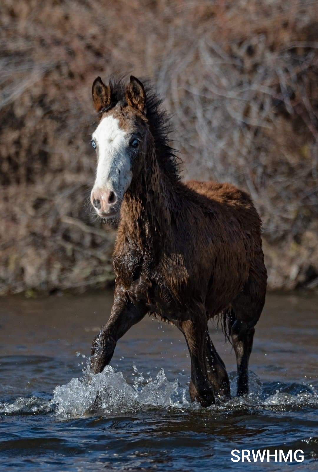 To all who believe in humane wild horse management, we love you