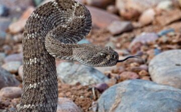Wild Snake Viewing Guidelines