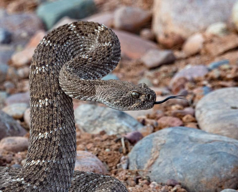 Wild Snake Viewing Guidelines